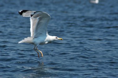 Tuna delta rezerv uçan martı