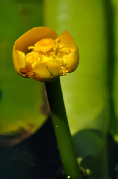 Nenufar żółty, bardzo rzadki kwiat z delty Dunaju — Zdjęcie stockowe