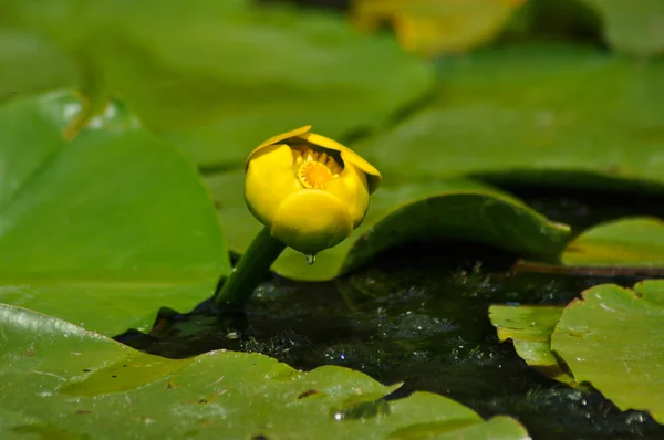 Nenufar żółty, bardzo rzadki kwiat z delty Dunaju — Zdjęcie stockowe