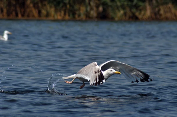 Flying seagull in the Danube delta reserve — Stock Photo, Image