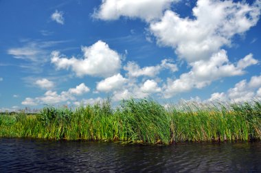 Swamp vegetation in the Danube Delta clipart