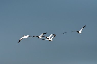 Tuna Deltası'nda büyük beyaz pelikan uçan