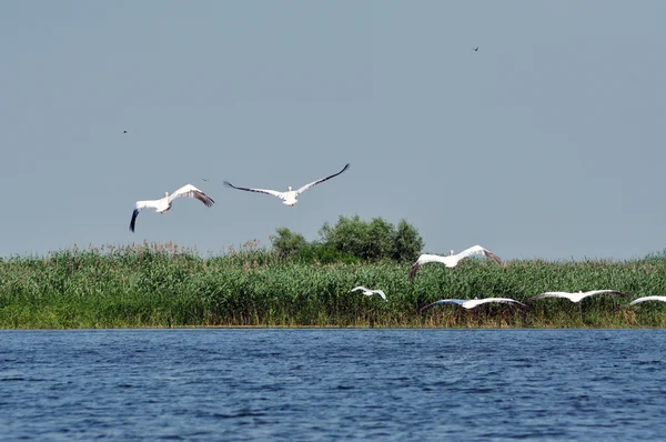 Flying great white pelicans in the Danube Delta — Stock Photo, Image