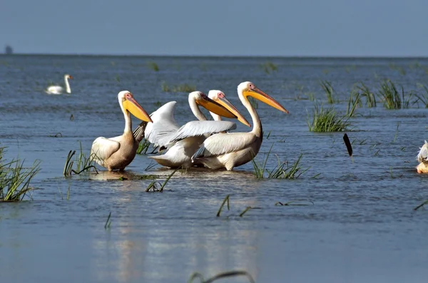 Grote witte pelikanen in de Donaudelta — Stockfoto