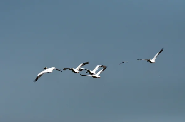 Grands pélicans blancs volant dans le delta du Danube — Photo