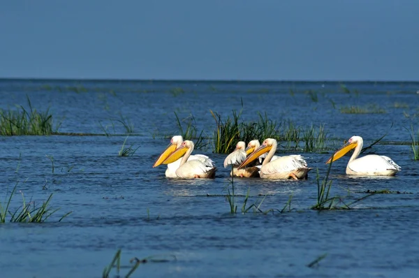 Grandes pelícanos blancos en el Delta del Danubio — Foto de Stock