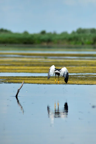 다뉴브 델타에 밤 헤론 (Nycticorax) 새 — 스톡 사진