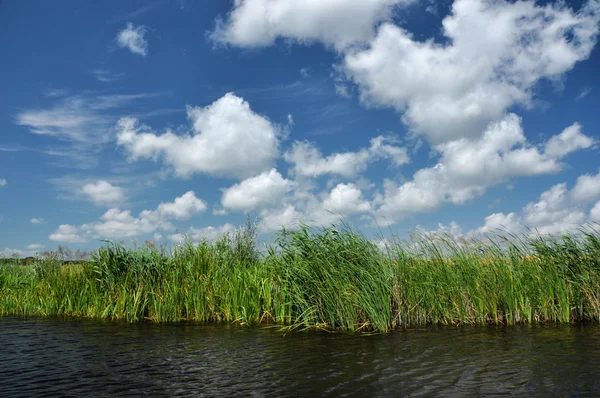 La végétation des marais dans le delta du Danube — Photo