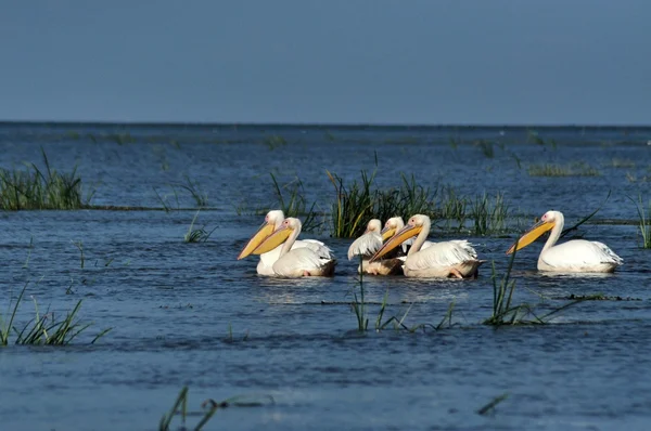 Grote witte pelikanen in de Donaudelta — Stockfoto