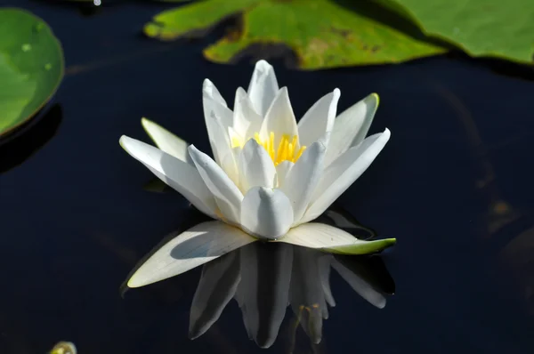 Water lily in the Danube delta — Stock Photo, Image