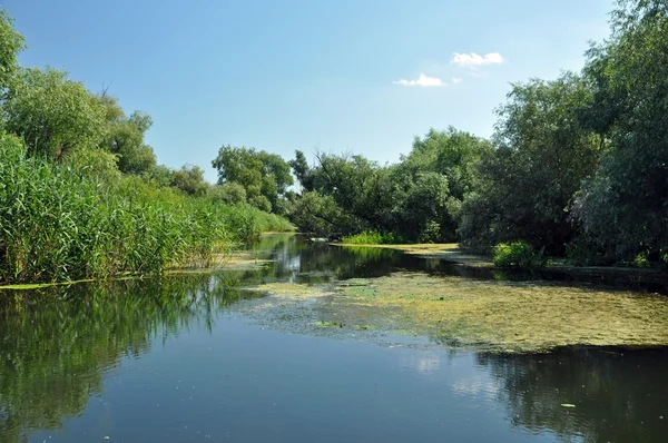 Moeras vegetatie in de Donaudelta — Stockfoto