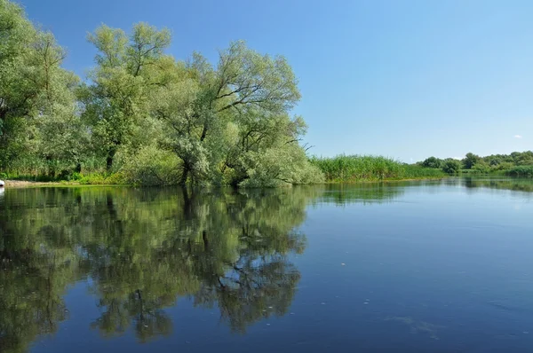 Flooded forest in the Danube delta — Stock Photo, Image