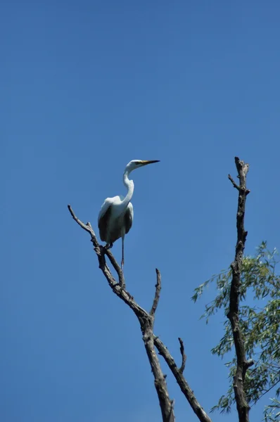 White egret, heron in the Danube delta, a rare and protected bird — Stock Photo, Image