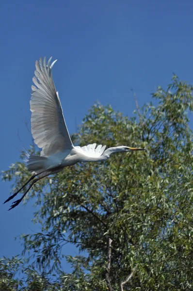 White egret, heron in the Danube delta, a rare and protected bird — Stock Photo, Image