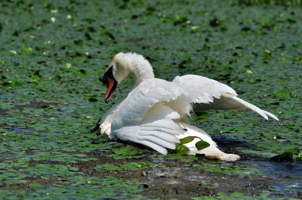 Un cygne blanc dans la réserve de biosphère du delta du Danube — Photo