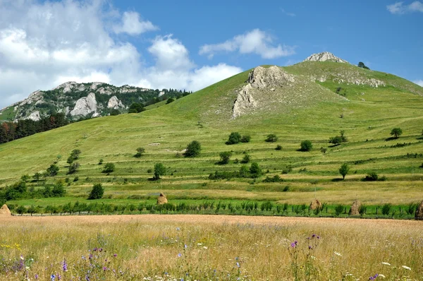 Green hills and meadows — Stock Photo, Image