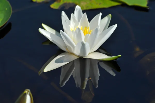 Water lily in the Danube delta — Stock Photo, Image