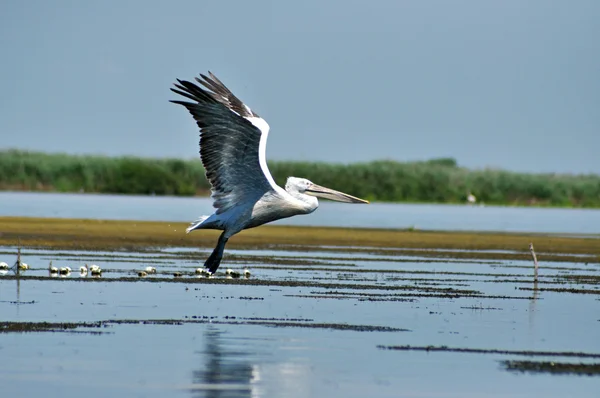 Volando grandes pelícanos blancos en el Delta del Danubio —  Fotos de Stock