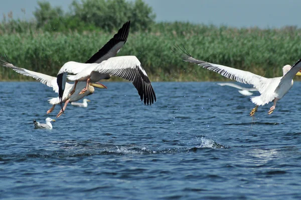 Volando grandes pelícanos blancos en el Delta del Danubio —  Fotos de Stock