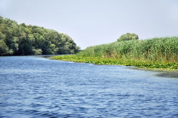 Canale d'acqua nel Delta del Danubio con vegetazione paludosa e foresta allagata — Foto Stock