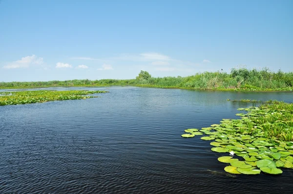 Воду каналу в дельті Дунаю болото рослинністю і затоплені ліс — стокове фото