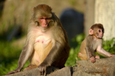 maymun, rhesus makak (macaca melez) swayambhunath maymun Tapınağı'nda oturuyor. Katmandu, nepal