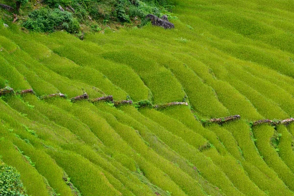 Terraced rice fields. Himalayas, Nepal — Stock Photo, Image