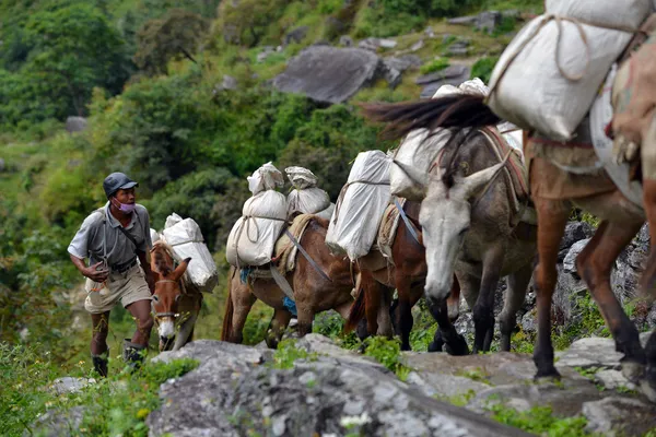 Carovana di asini che trasportano rifornimenti pesanti, cibo e attrezzature nel campo base di Annapurna, montagne dell'Himalaya — Foto Stock