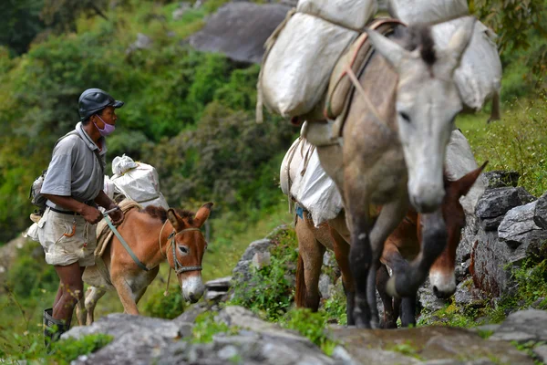 A könyv a nehéz ellátás, élelmiszer- és a annapurna base Camp, a Himalája hegység szamarak karaván — Stock Fotó