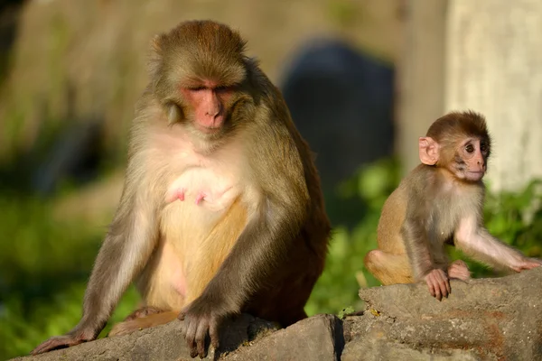 坐猴、 恒河猴 （猕猴） 在猴庙猴庙。加德满都尼泊尔 — 图库照片