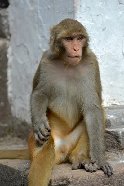 Sedící opici makak rhesus (macaca mulatta) na swayambhunath opičího chrámu. Káthmándú, Nepál — Stock fotografie