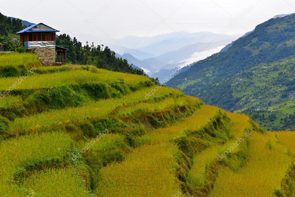 Terraced rice fields. Himalayas, Nepal
