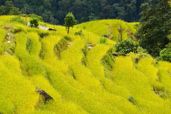 Rice fields — Stock Photo, Image