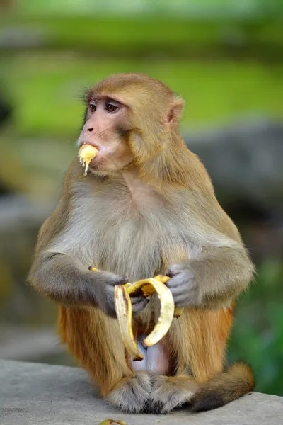Eten van banaan aap — Stockfoto