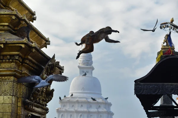 猴子用她的宝宝从猴庙寺的屋顶上跳下来。尼泊尔 — 图库照片