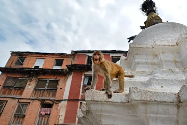 Majom, rhesus makákó (macaca mulatta) swayambhunath monkey Temple. Katmandu, Nepál — Stock Fotó