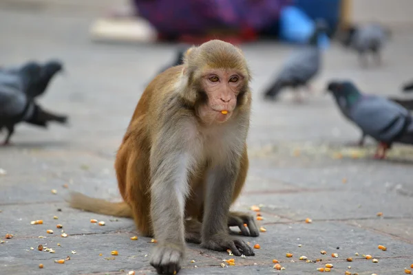 Rhesus opice makak (macaca mulatta) jíst kukuřici v swayambhunath, Nepál — Stock fotografie