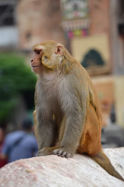 Maymun, rhesus makak (macaca melez) swayambhunath maymun Tapınağı'nda. Katmandu, nepal — Stok fotoğraf