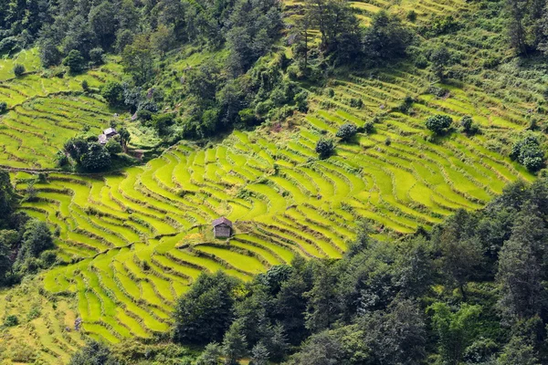 Upeat riisipellot Himalajan rinteillä, Nepalissa — kuvapankkivalokuva