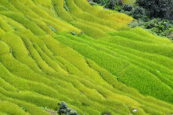 Campos de arroz espetaculares nas encostas do Himalaia, Nepal — Fotografia de Stock