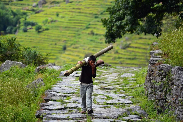 Stock image Man carrying a bamboo trunk. Himalaya, Nepal