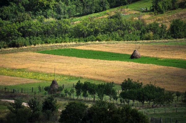 牧草地、農業分野 — ストック写真