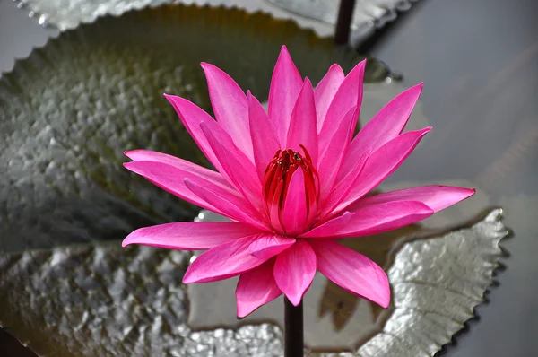 Nymphaea kwiat różowy lotosu, lilii wodnej — Zdjęcie stockowe