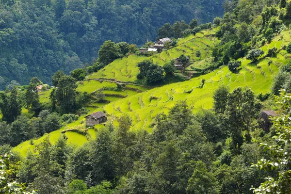 Riisikenttä Himalajalla. Nepali — kuvapankkivalokuva