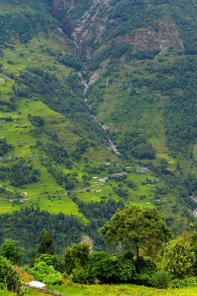 Рисовое поле Непала — стоковое фото