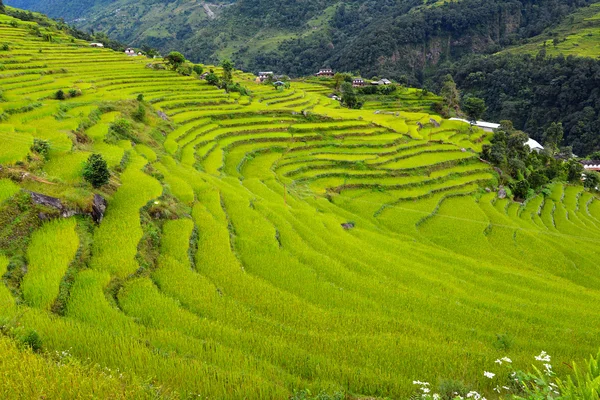 Rice field in Nepal — Stock Photo, Image