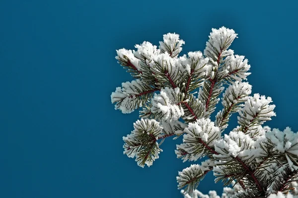 雪の fir 支店青い空を背景 — ストック写真