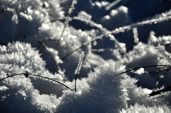 Cristais de gelo e plantas congeladas no inverno — Fotografia de Stock
