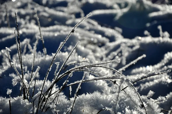 Eiskristalle und gefrorene Pflanzen im Winter — Stockfoto