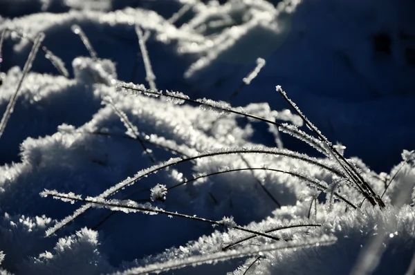 Cristalli di ghiaccio e piante congelate in inverno — Foto Stock